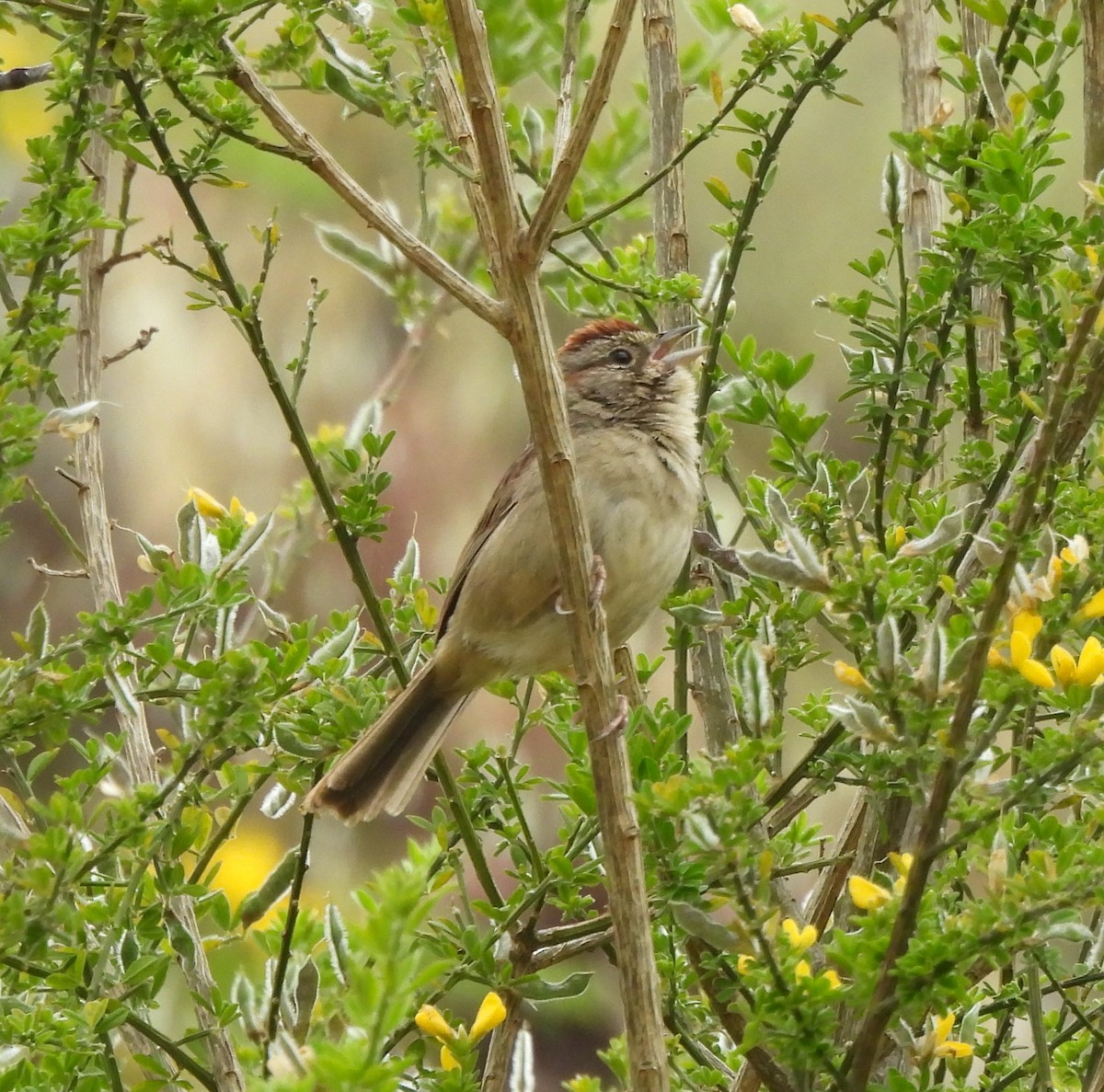 Rufous-crowned Sparrow - Derek Heins