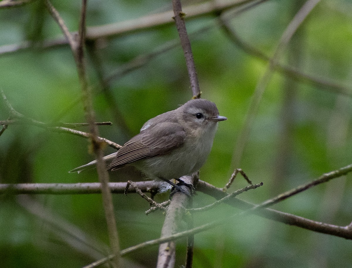 Warbling Vireo - Lynda Elkin