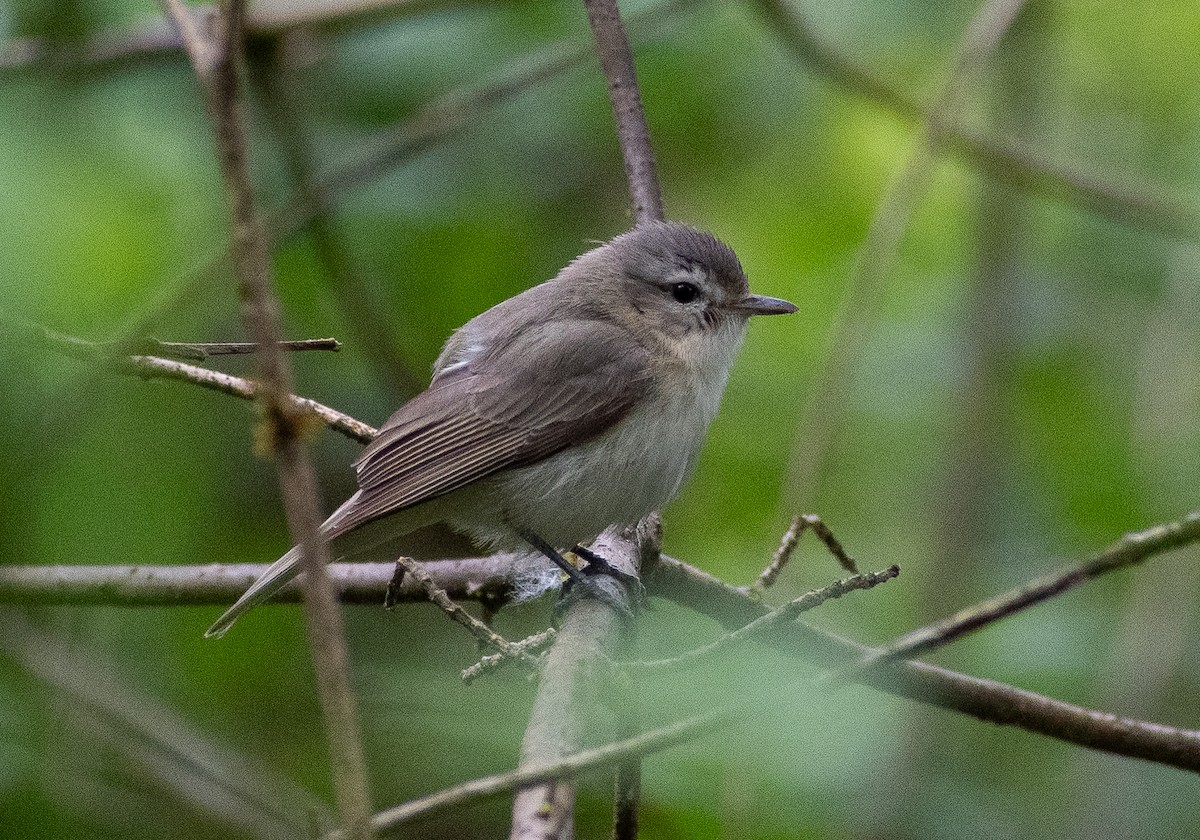 Warbling Vireo - Lynda Elkin