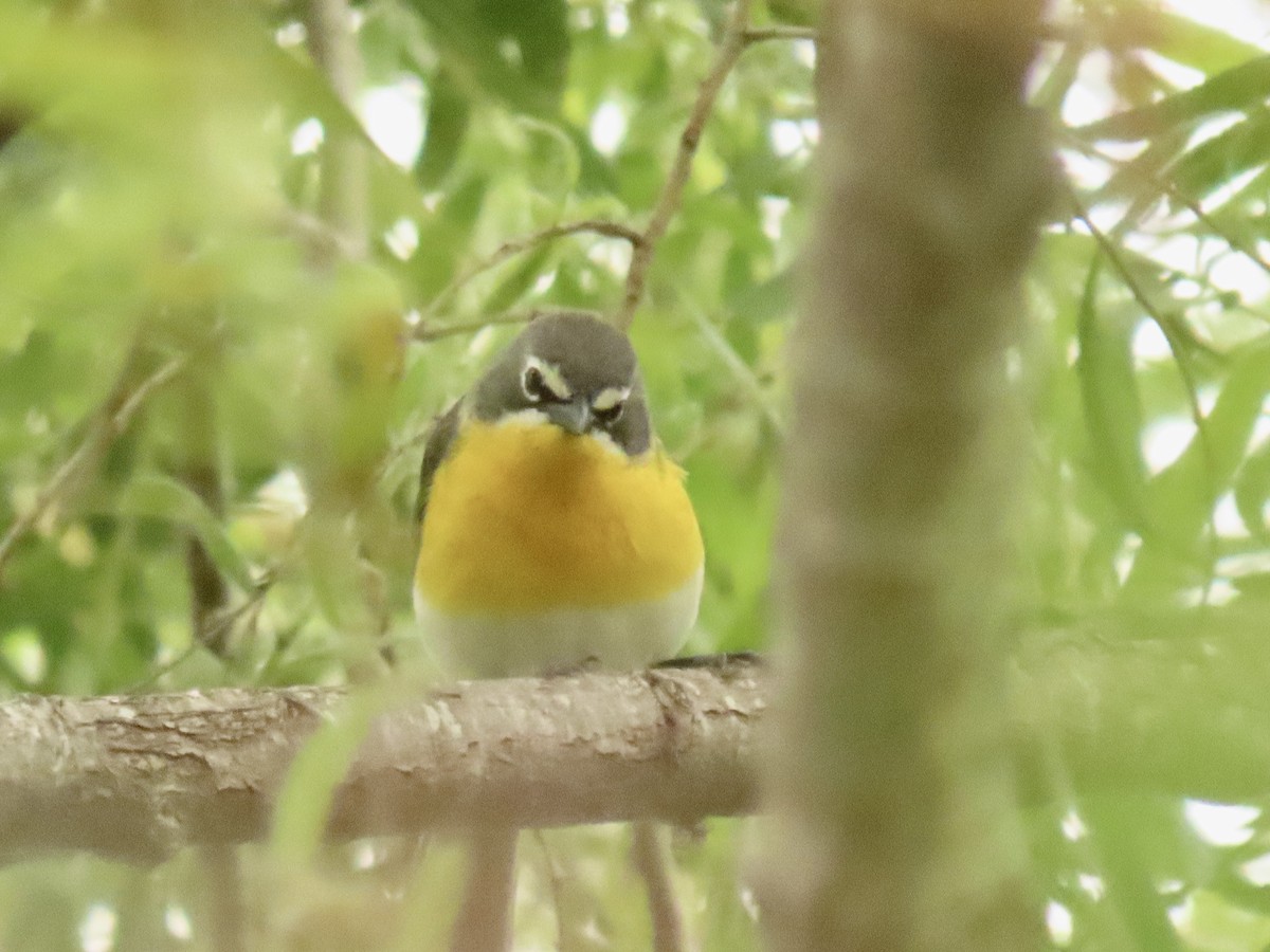 Yellow-breasted Chat - Nancy Salem