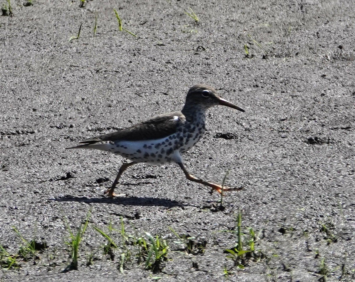 Spotted Sandpiper - Michael DeWispelaere