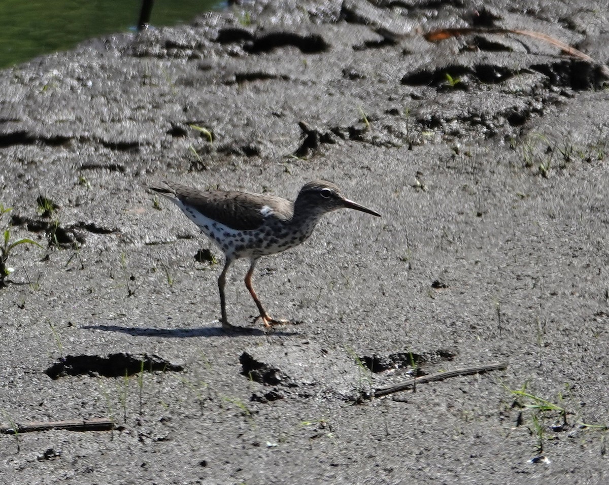 Spotted Sandpiper - Michael DeWispelaere