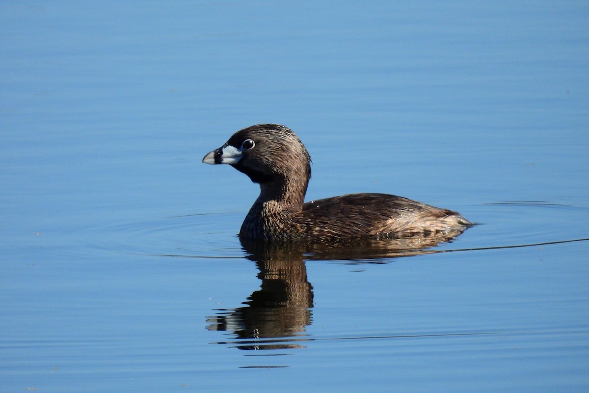 Pied-billed Grebe - Leah Alcyon