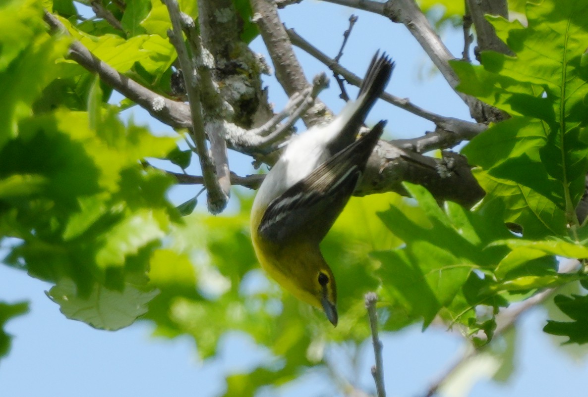 Yellow-throated Vireo - ML619533707