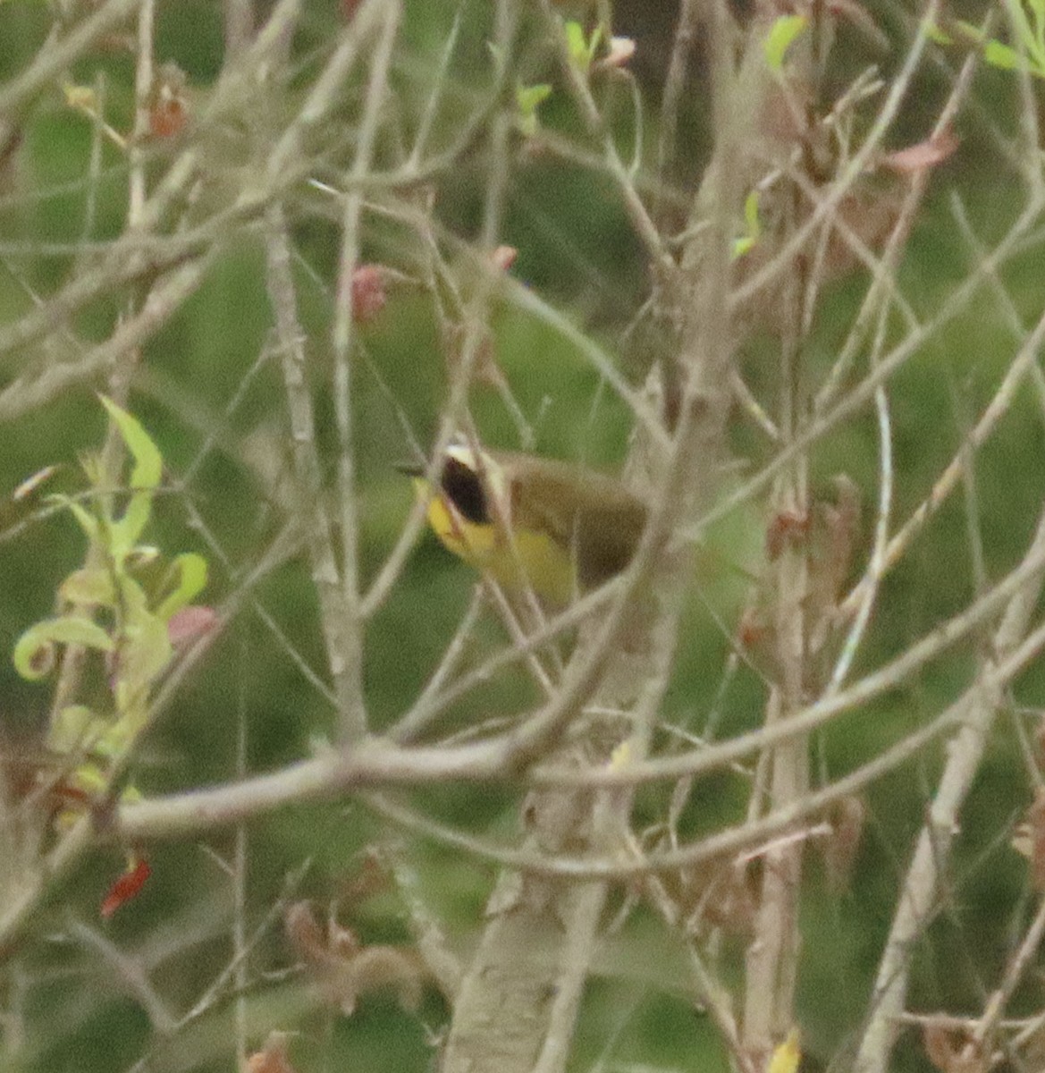 Common Yellowthroat - Nancy Salem