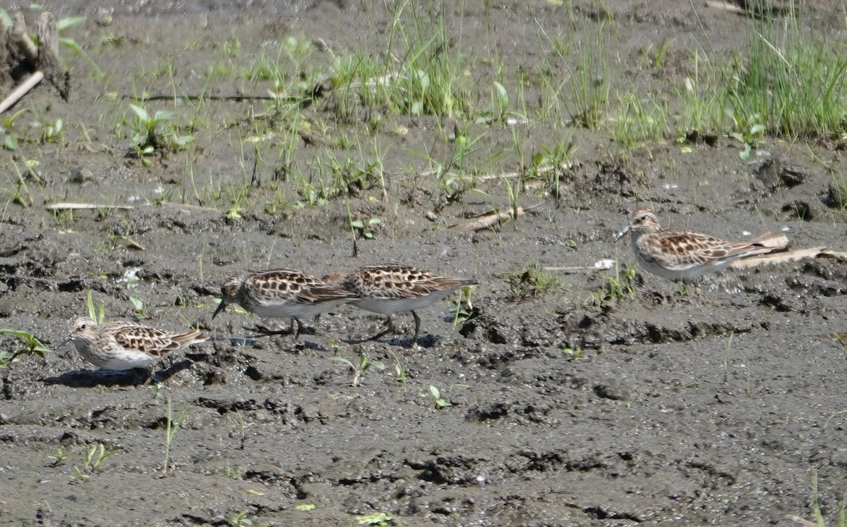 Least Sandpiper - Michael DeWispelaere