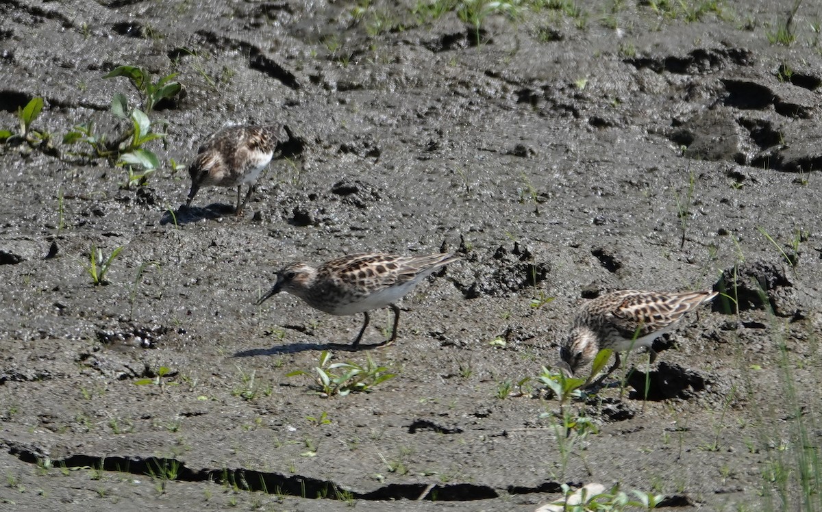 Least Sandpiper - Michael DeWispelaere