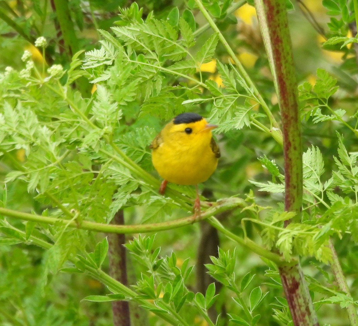 Wilson's Warbler - ML619533722