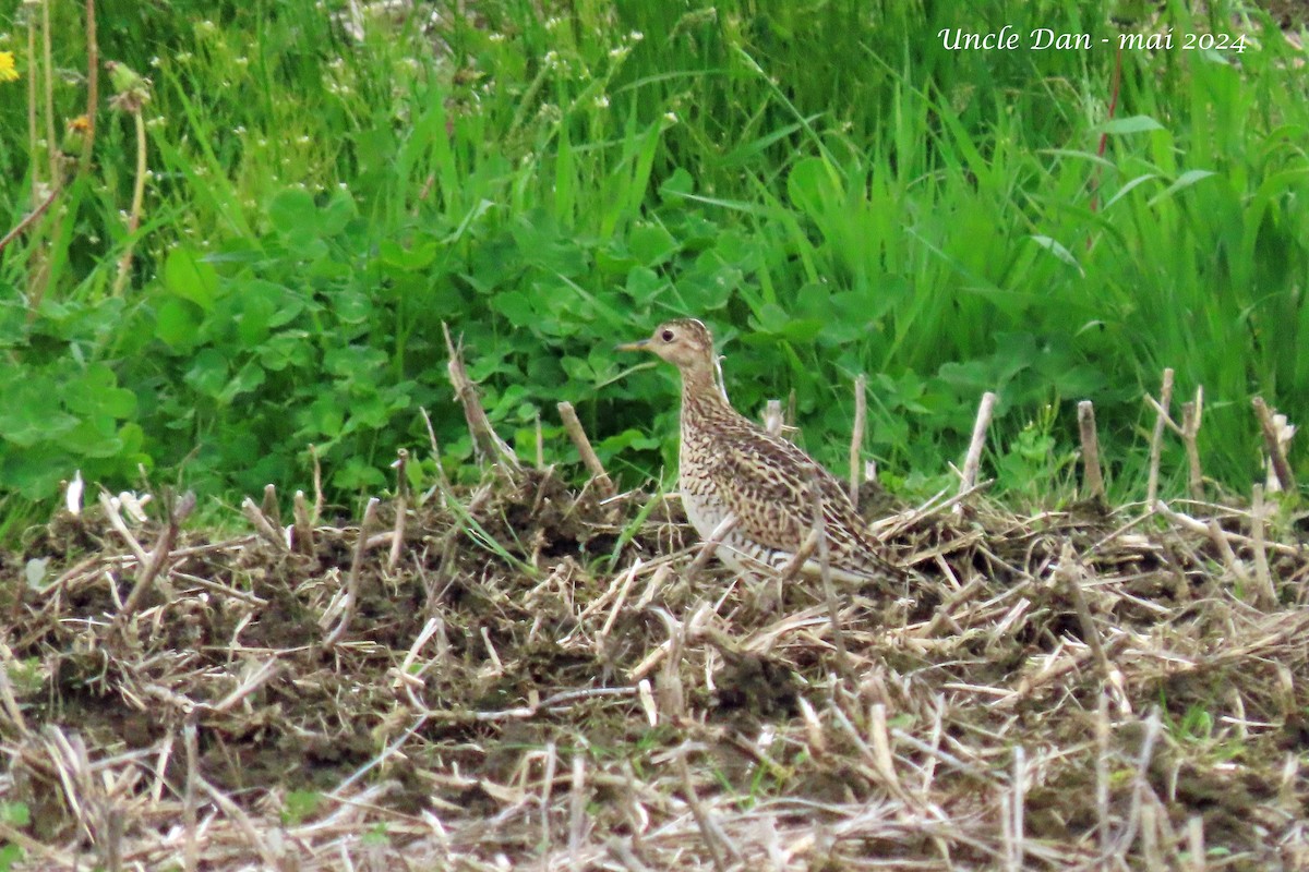 Upland Sandpiper - Daniel Demers 🦉