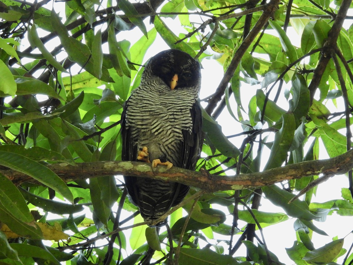 Black-and-white Owl - Susan Thome-Barrett