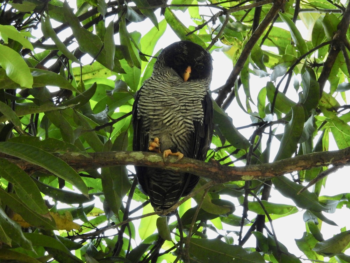 Black-and-white Owl - Susan Thome-Barrett