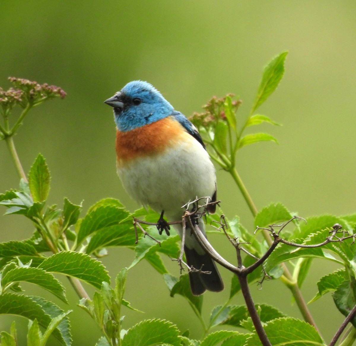 Lazuli Bunting - Derek Heins