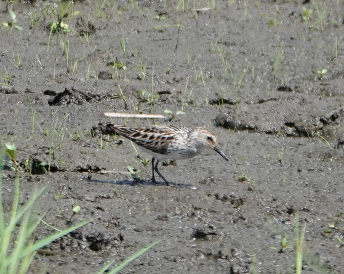 Semipalmated Sandpiper - Michael DeWispelaere