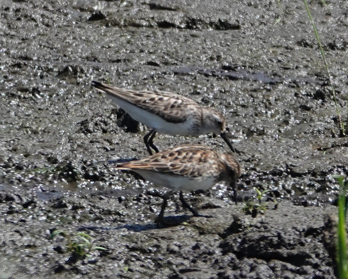 Semipalmated Sandpiper - Michael DeWispelaere