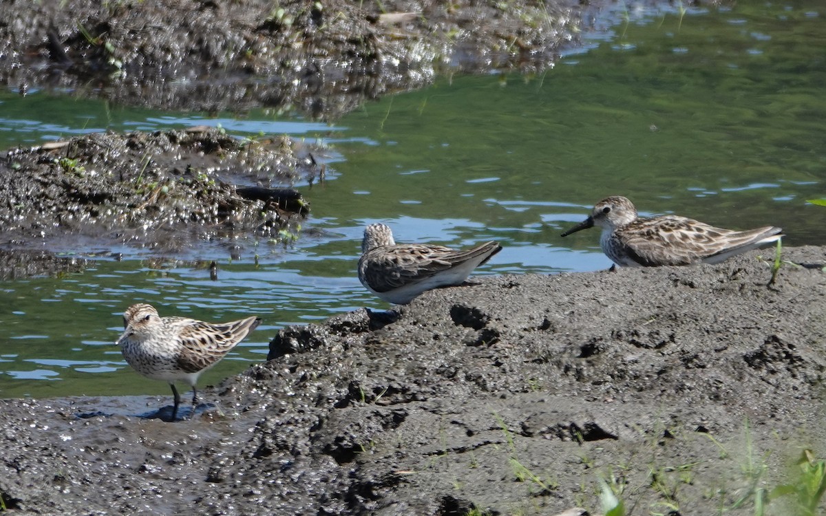 Semipalmated Sandpiper - Michael DeWispelaere