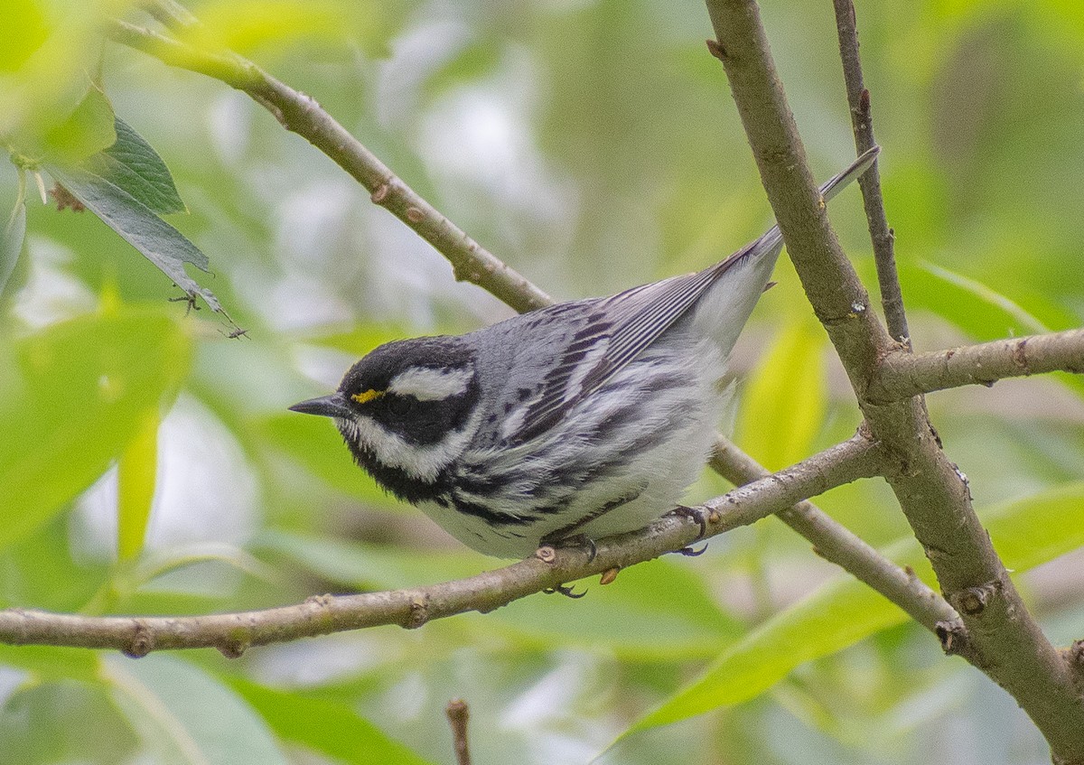 Black-throated Gray Warbler - ML619533739