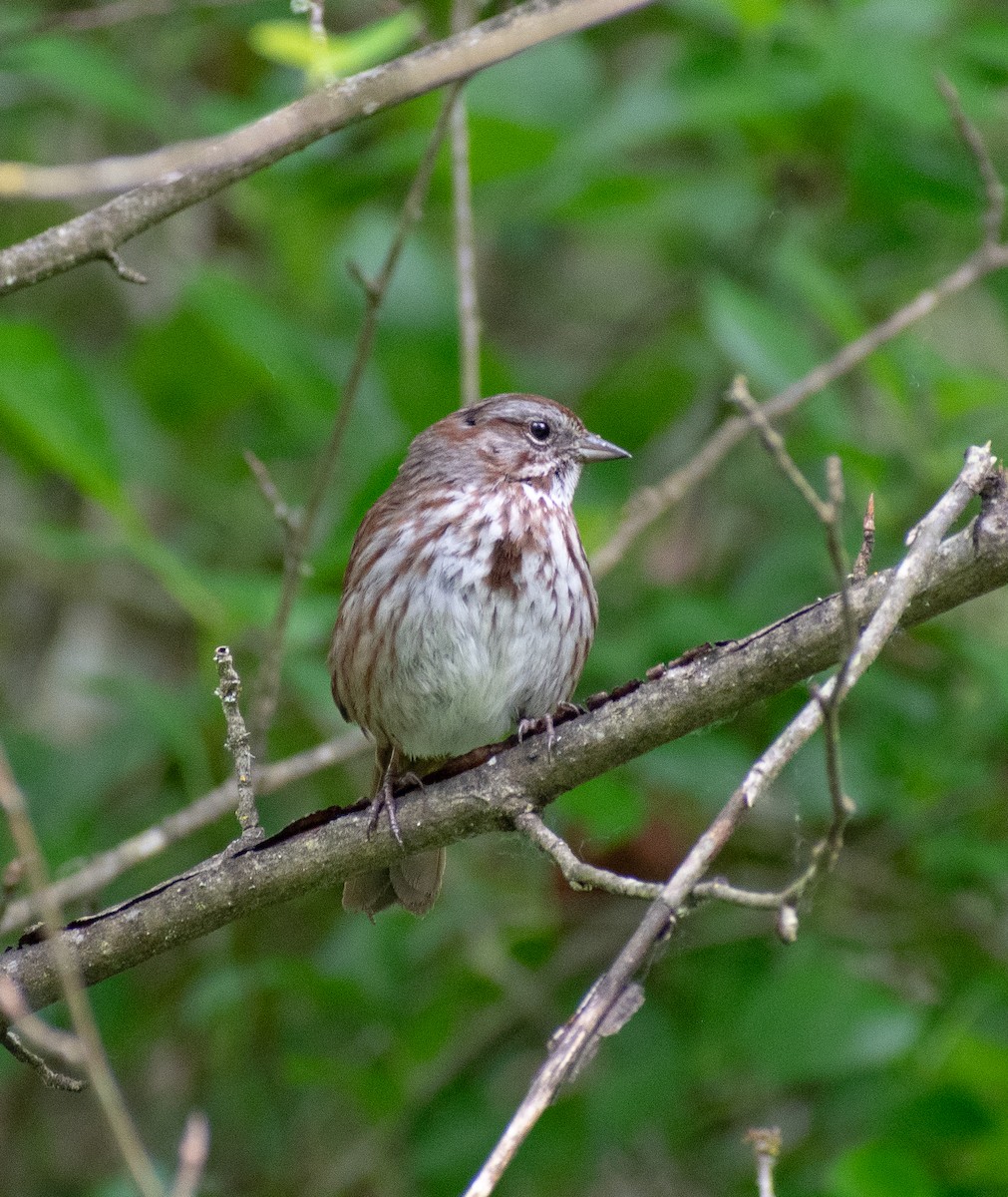 Song Sparrow - Lynda Elkin