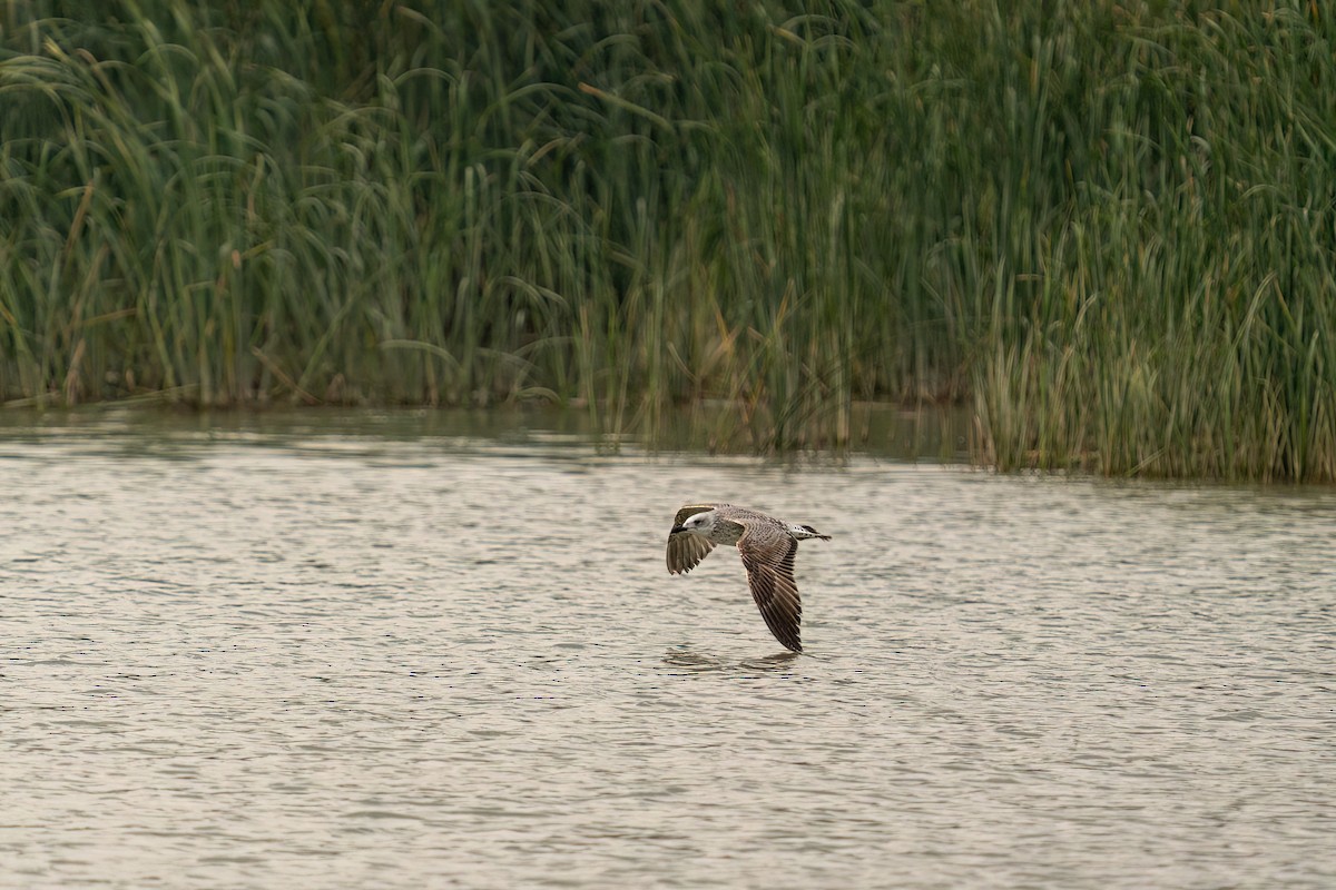 Yellow-legged Gull - Ali COBANOGLU