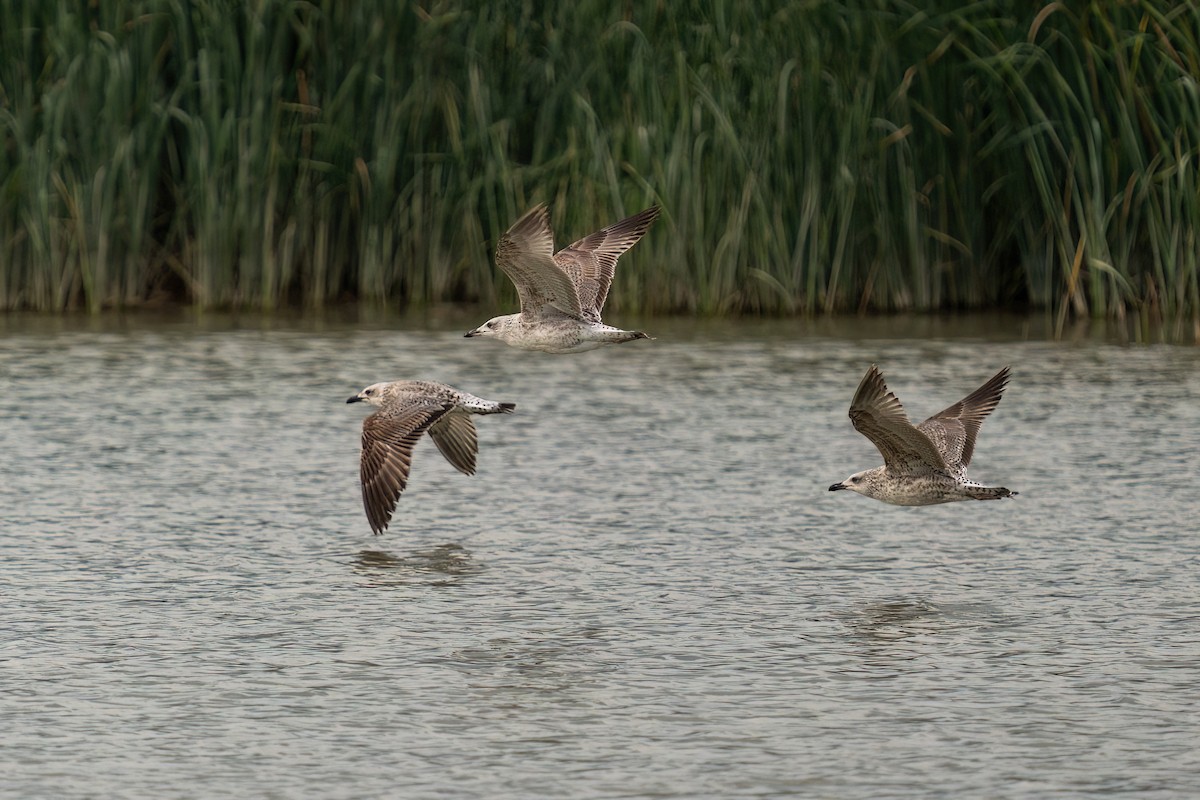 Yellow-legged Gull - Ali COBANOGLU