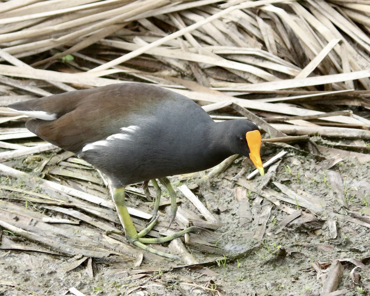 Common Gallinule (American) - Dave Bengston