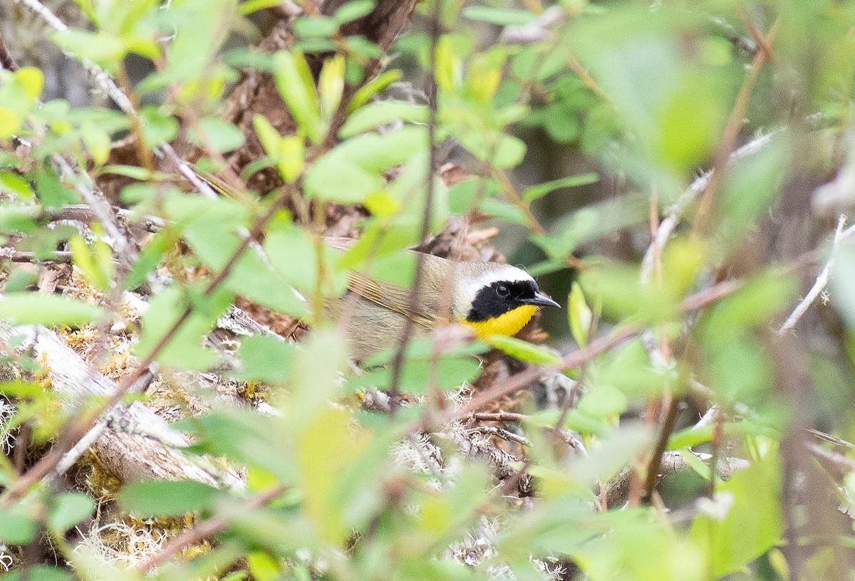 Common Yellowthroat - Lynda Elkin