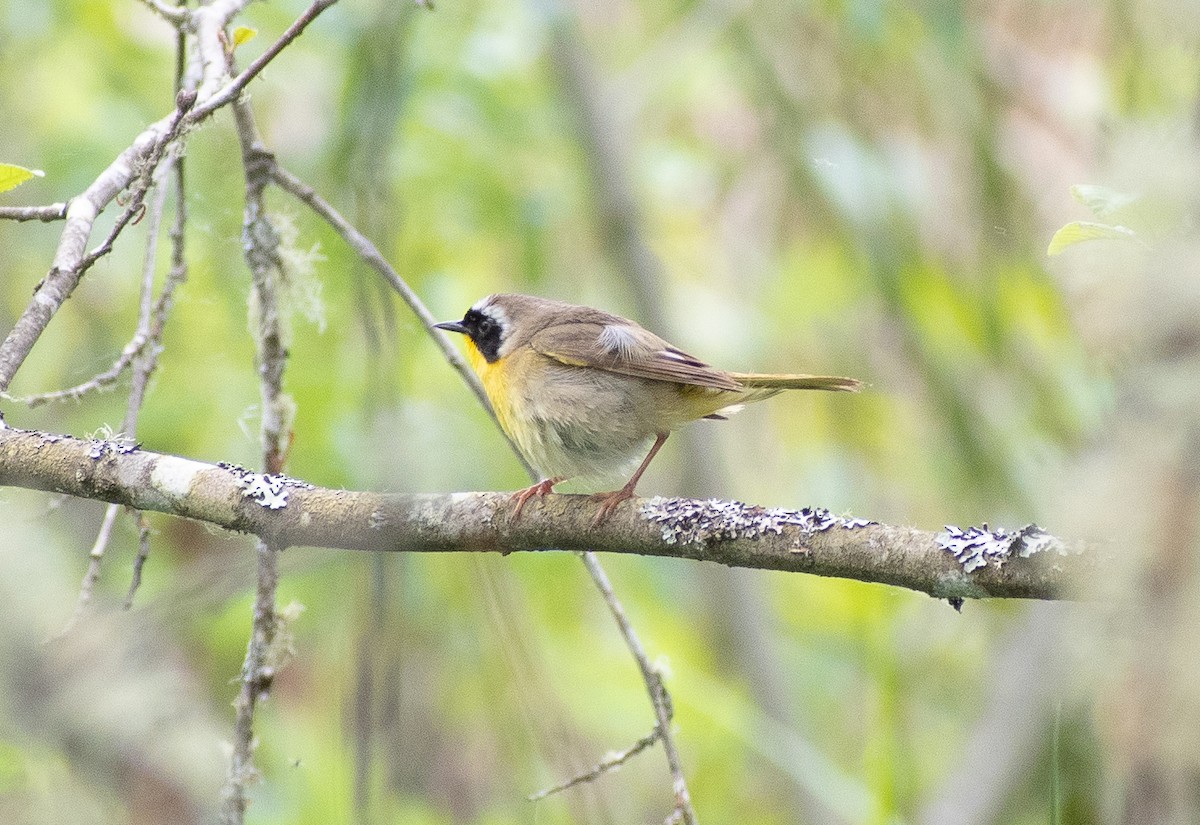 Common Yellowthroat - Lynda Elkin