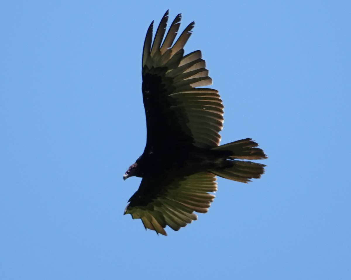 Turkey Vulture - Michael DeWispelaere