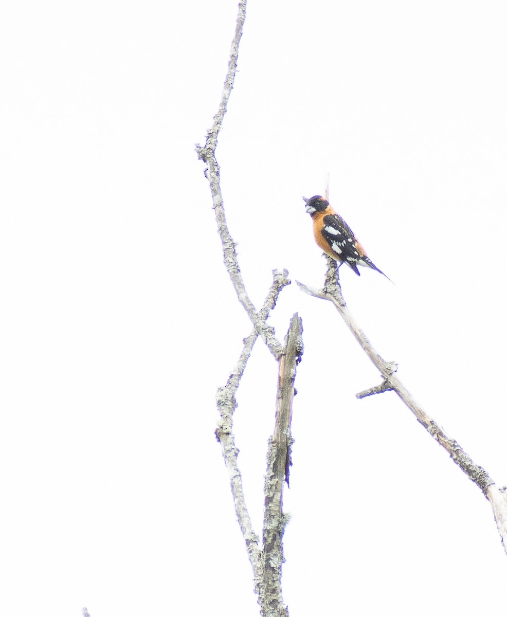 Black-headed Grosbeak - ML619533758