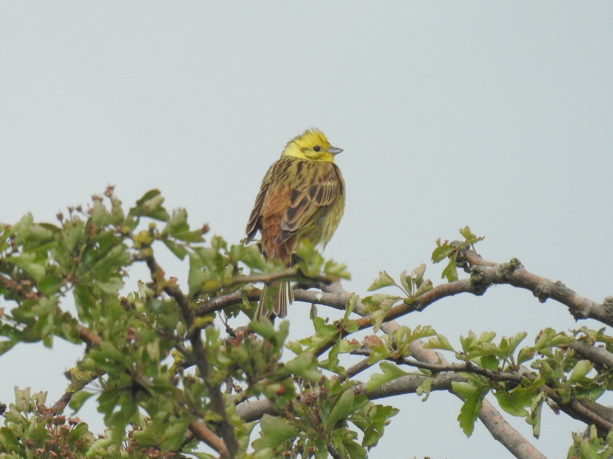 Yellowhammer - Chris Leonard