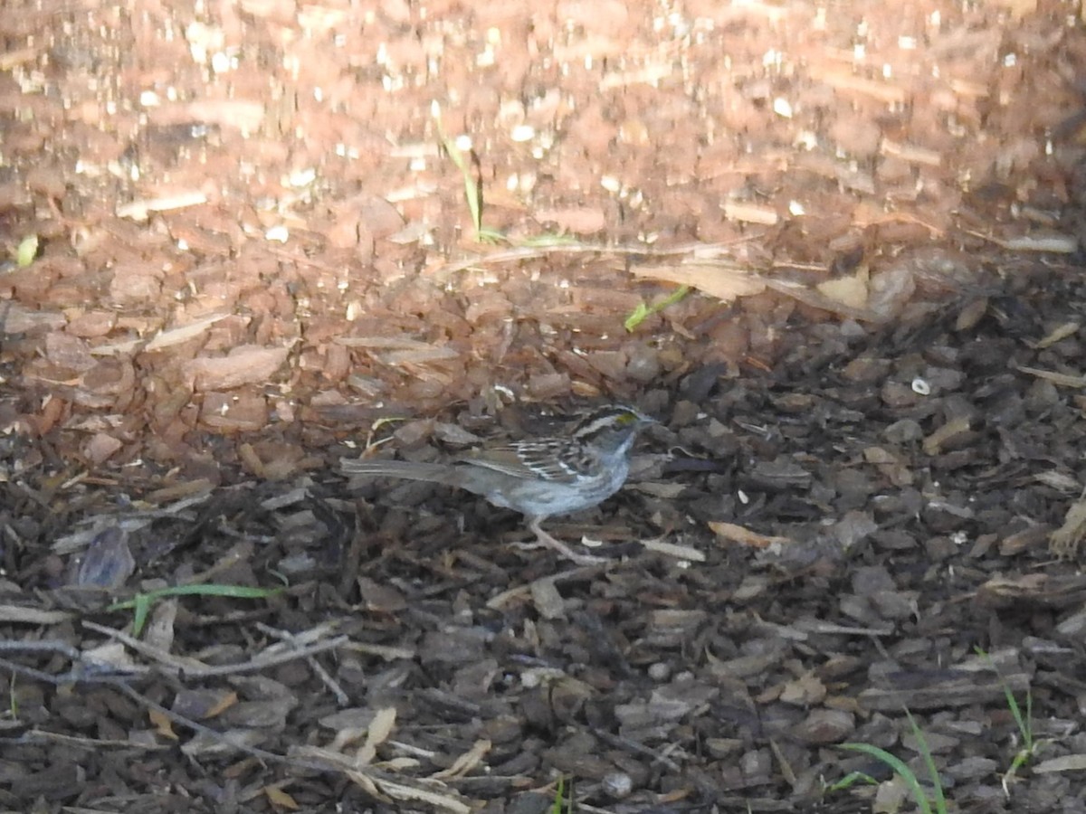 White-throated Sparrow - Roger Massey