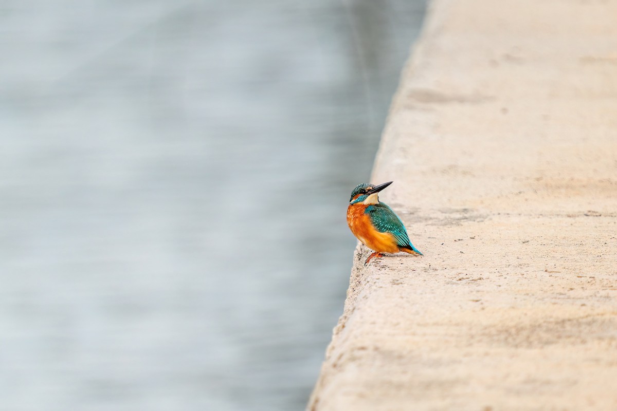 Common Kingfisher - Ali COBANOGLU