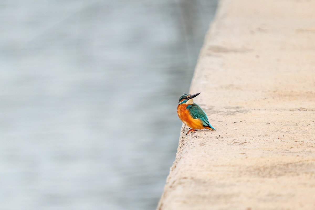 Common Kingfisher - ML619533772