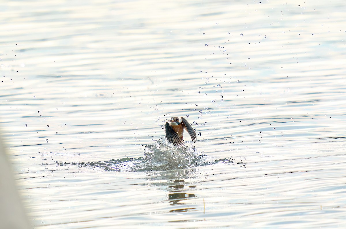 Common Kingfisher - ML619533773