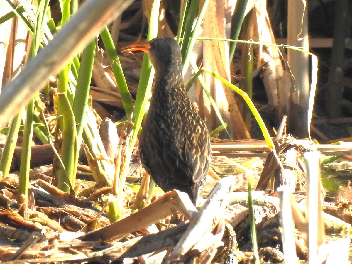 Virginia Rail - T B