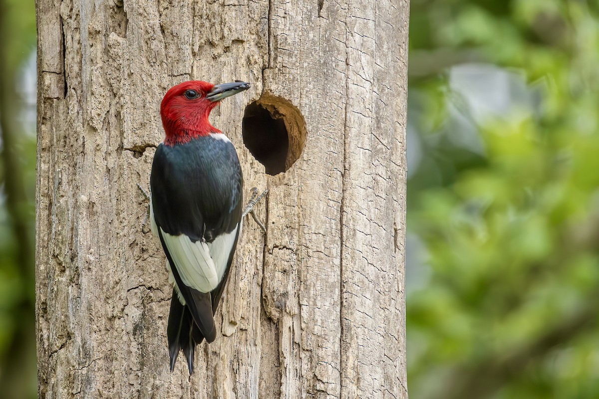 Red-headed Woodpecker - Steve Chase