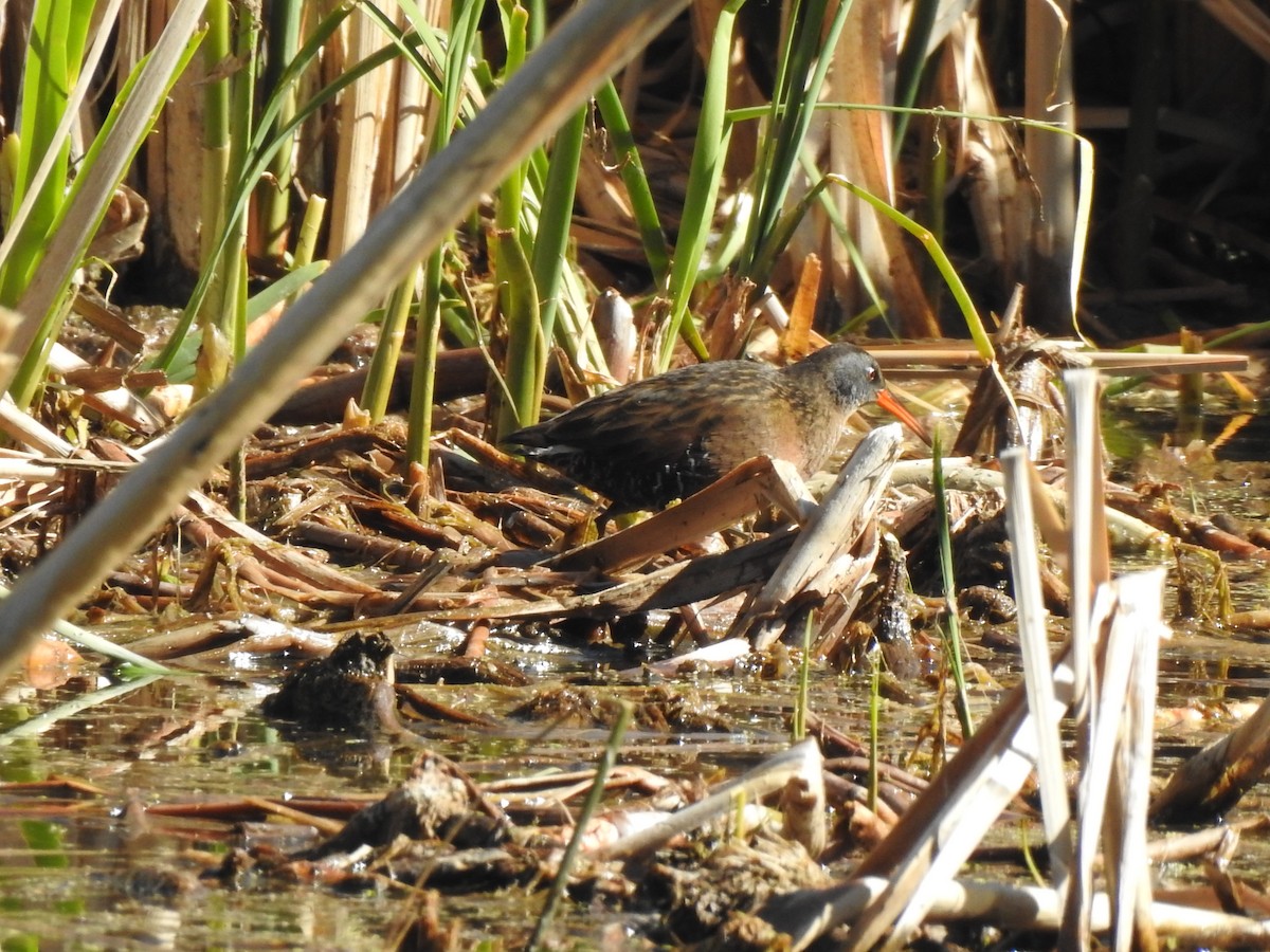 Virginia Rail - ML619533783