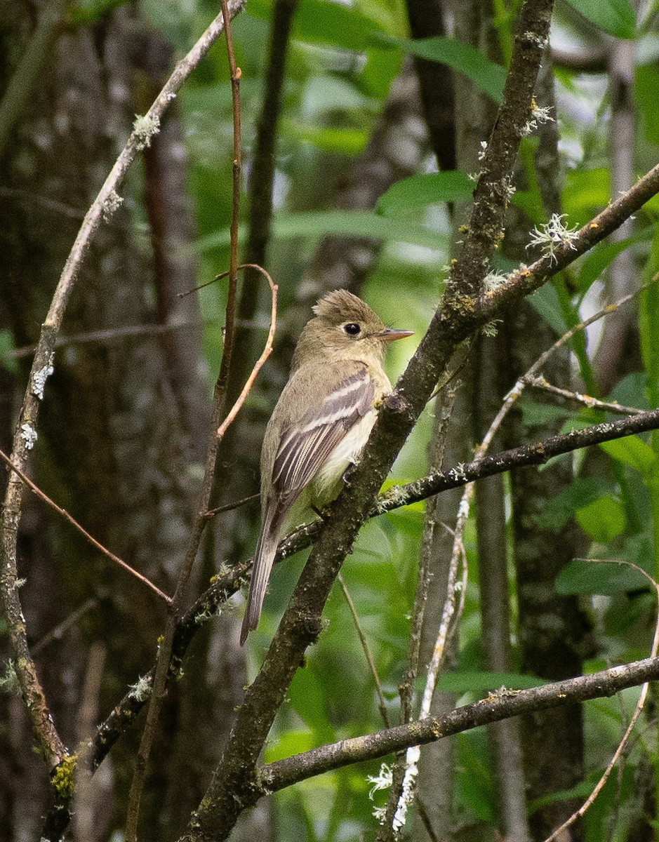 Western Flycatcher (Pacific-slope) - Lynda Elkin