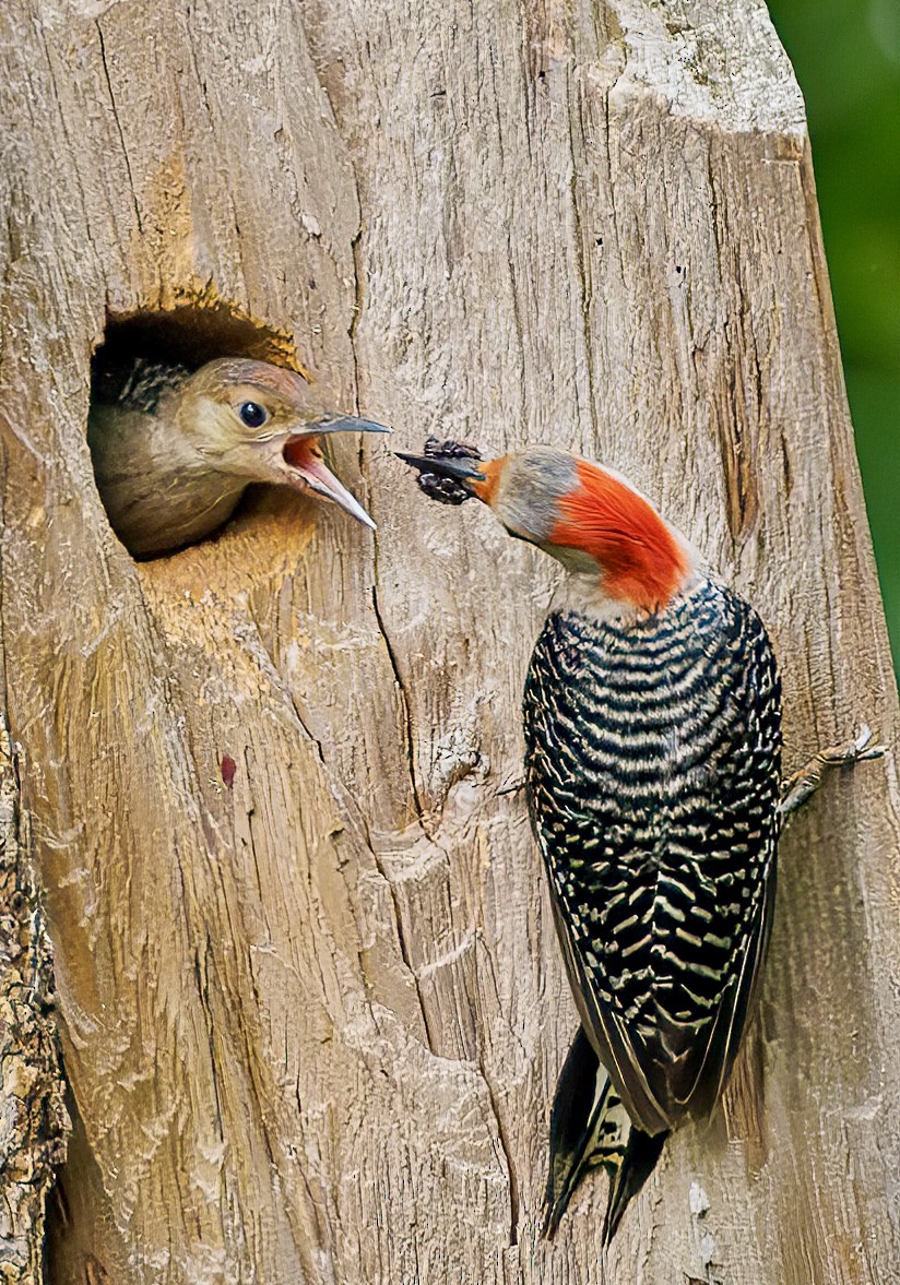 Red-bellied Woodpecker - Steve Chase