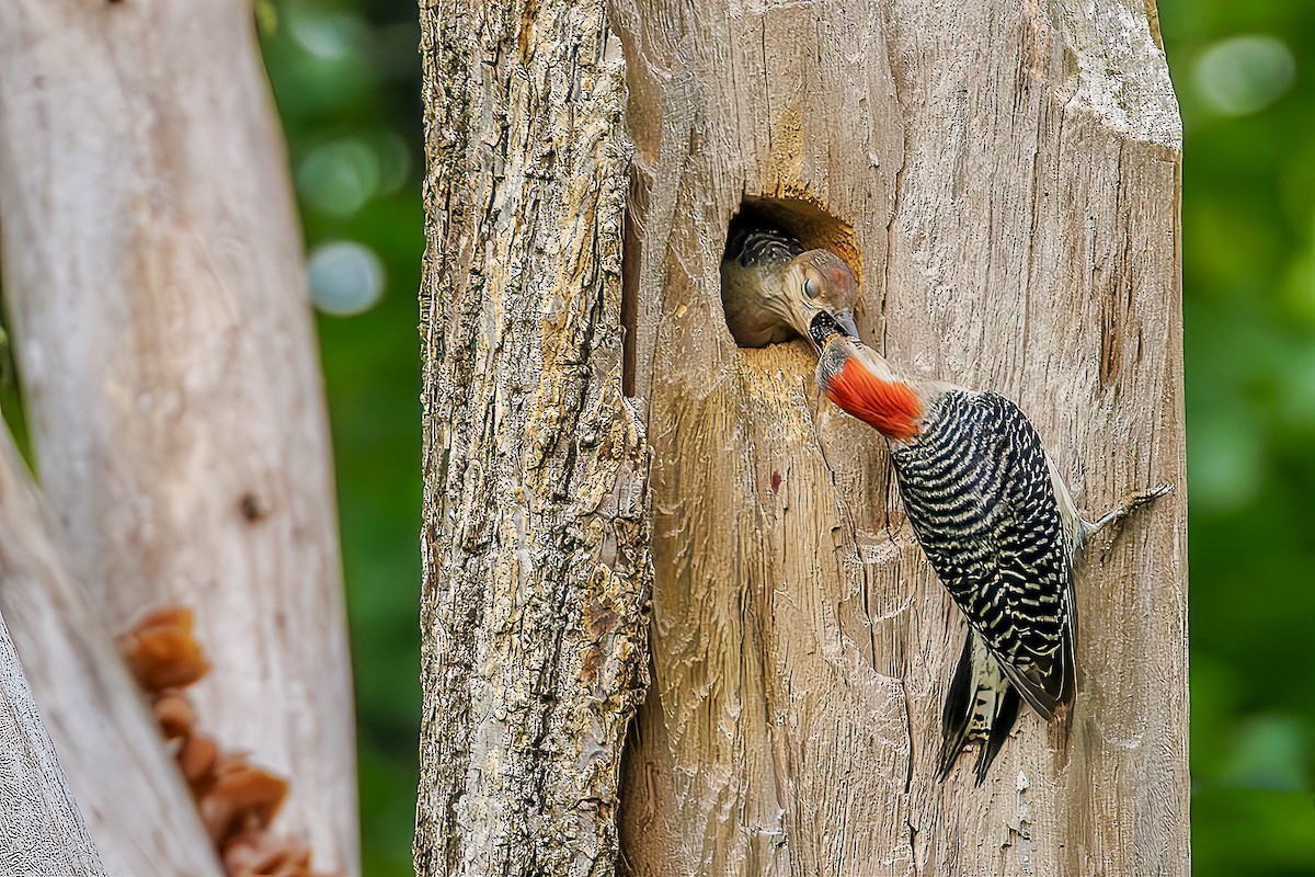 Red-bellied Woodpecker - Steve Chase