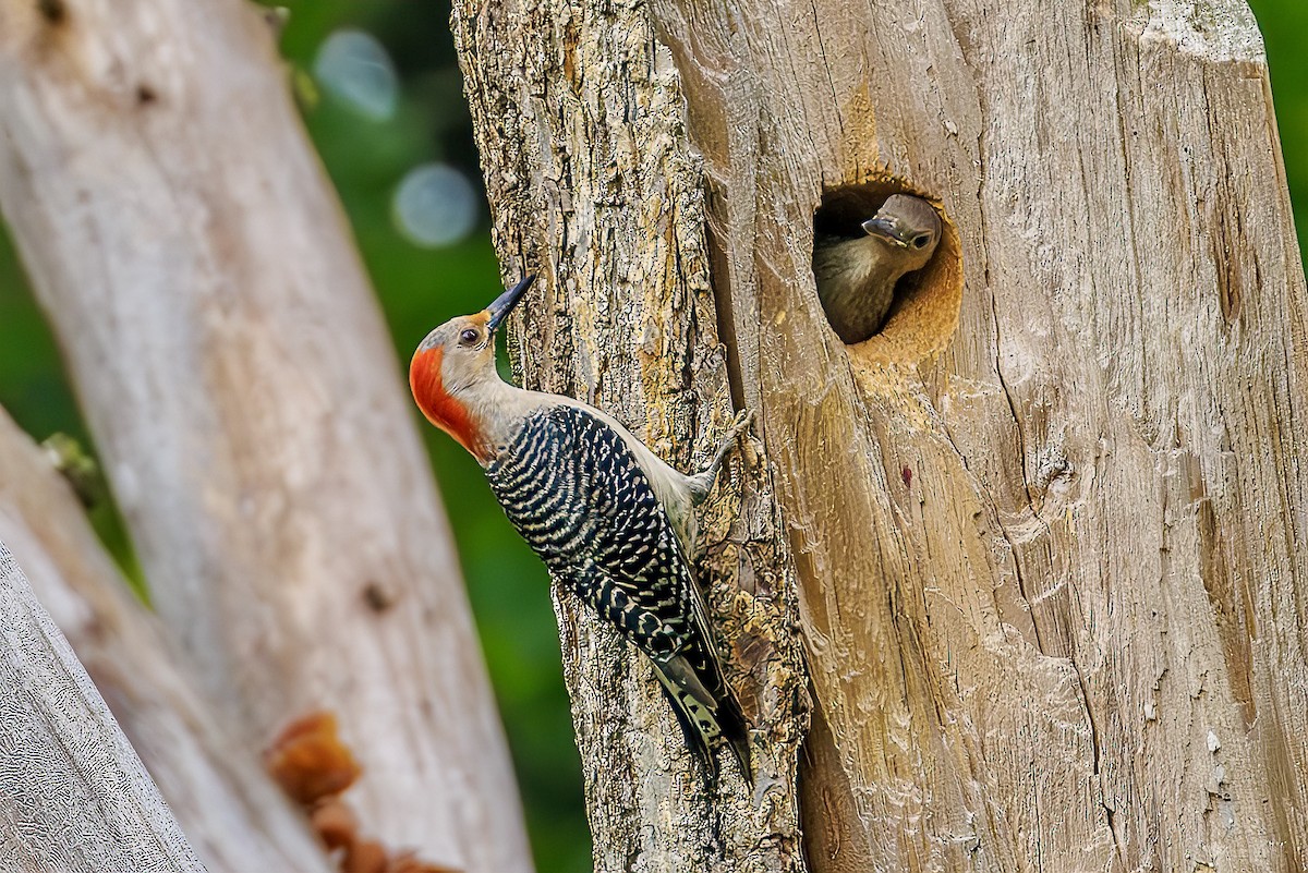 Red-bellied Woodpecker - Steve Chase