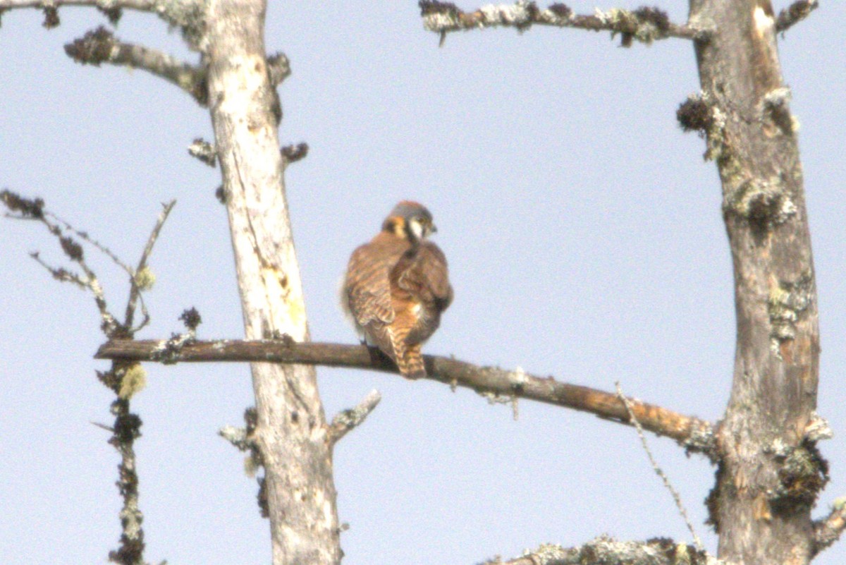 American Kestrel - Michel Marsan