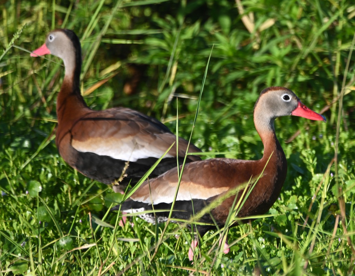 Black-bellied Whistling-Duck - Paula Gatrell