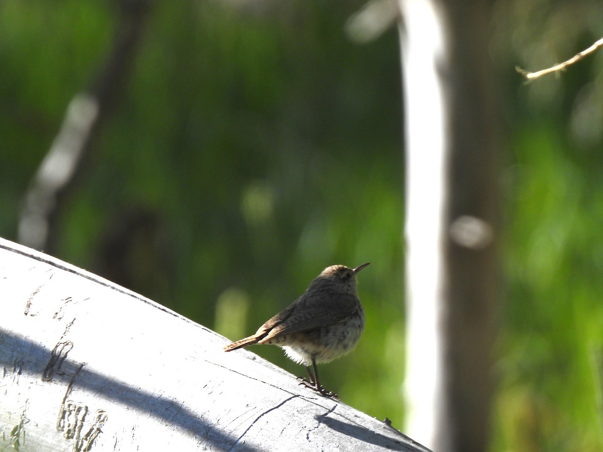 Rock Wren - ML619533804