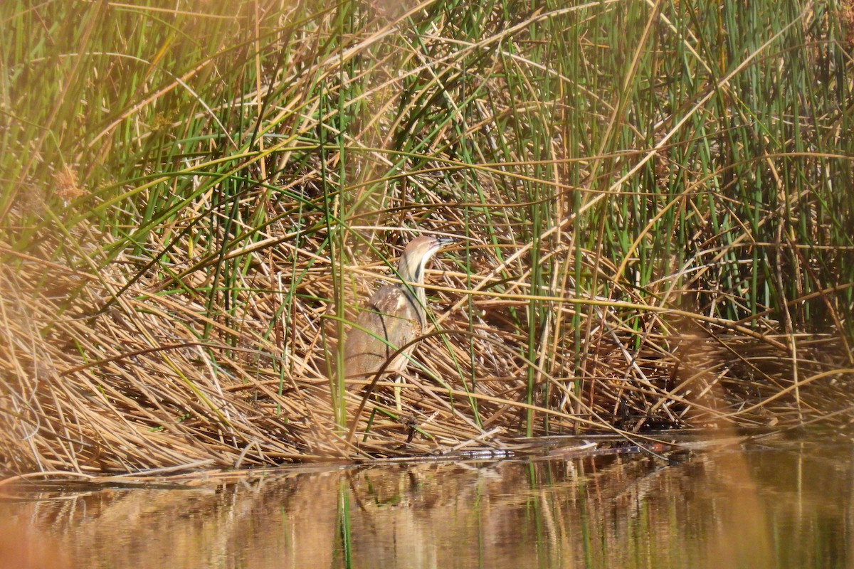 American Bittern - Leah Alcyon