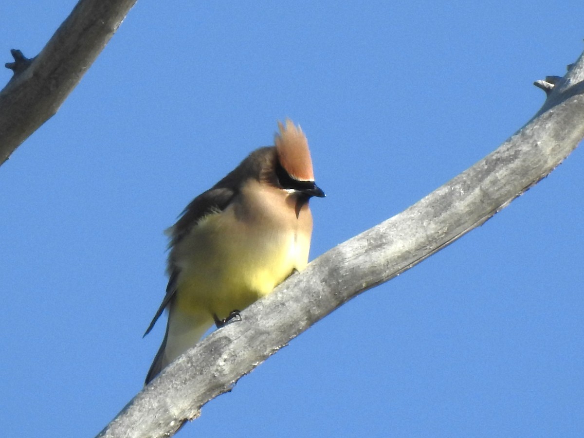 Cedar Waxwing - ML619533810