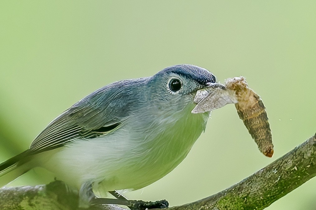 Blue-gray Gnatcatcher - Steve Chase