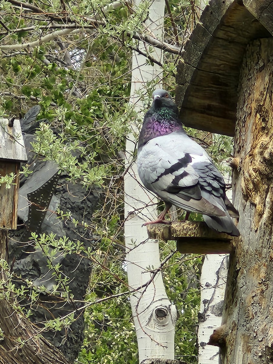 Rock Pigeon (Feral Pigeon) - Sarah Prescott