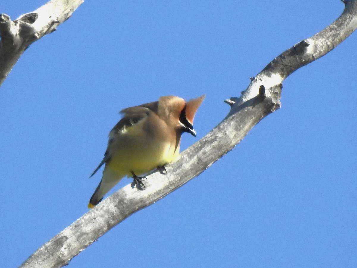 Cedar Waxwing - ML619533815