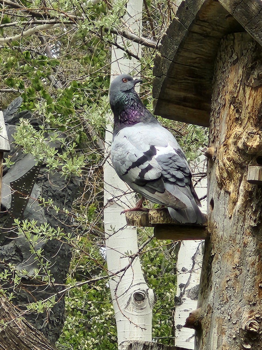 Rock Pigeon (Feral Pigeon) - Sarah Prescott