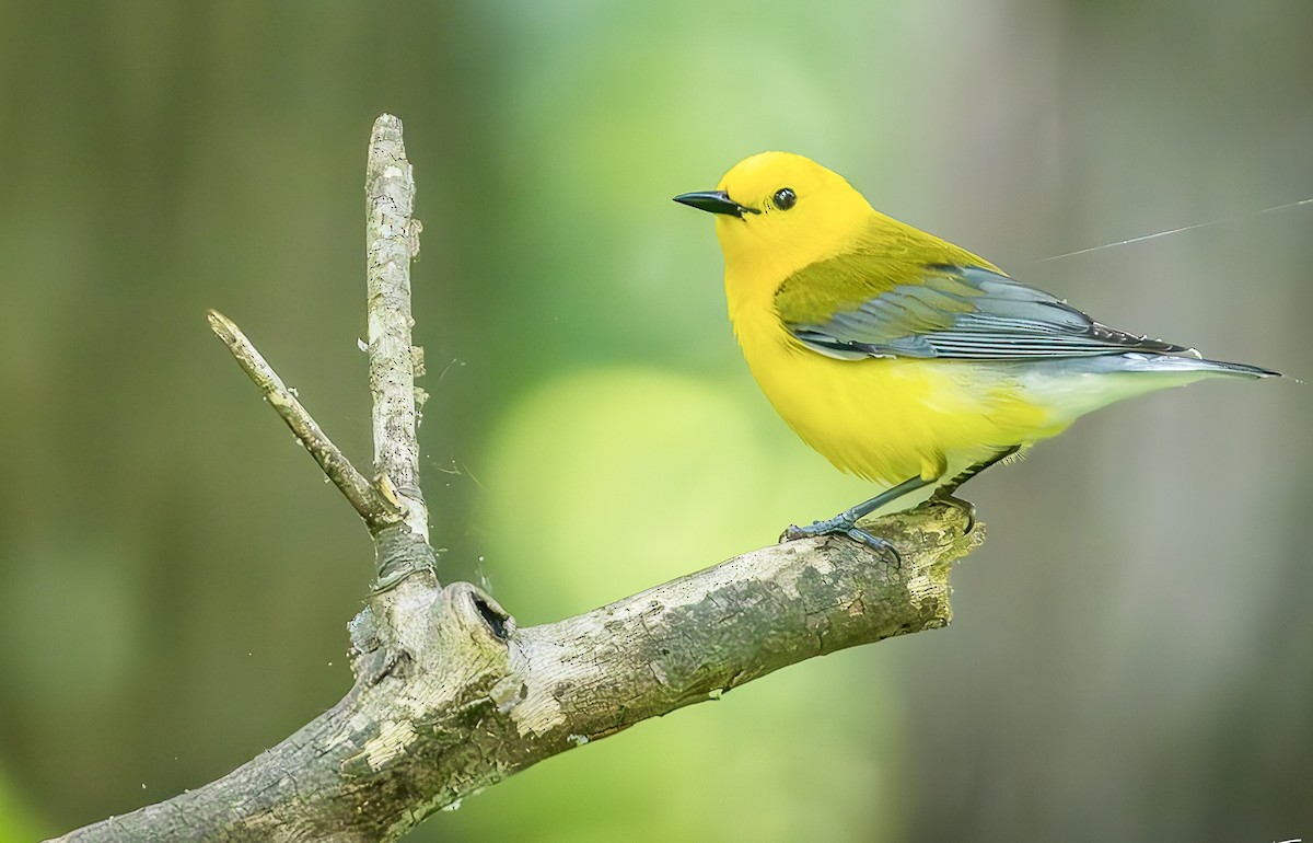 Prothonotary Warbler - Steve Chase